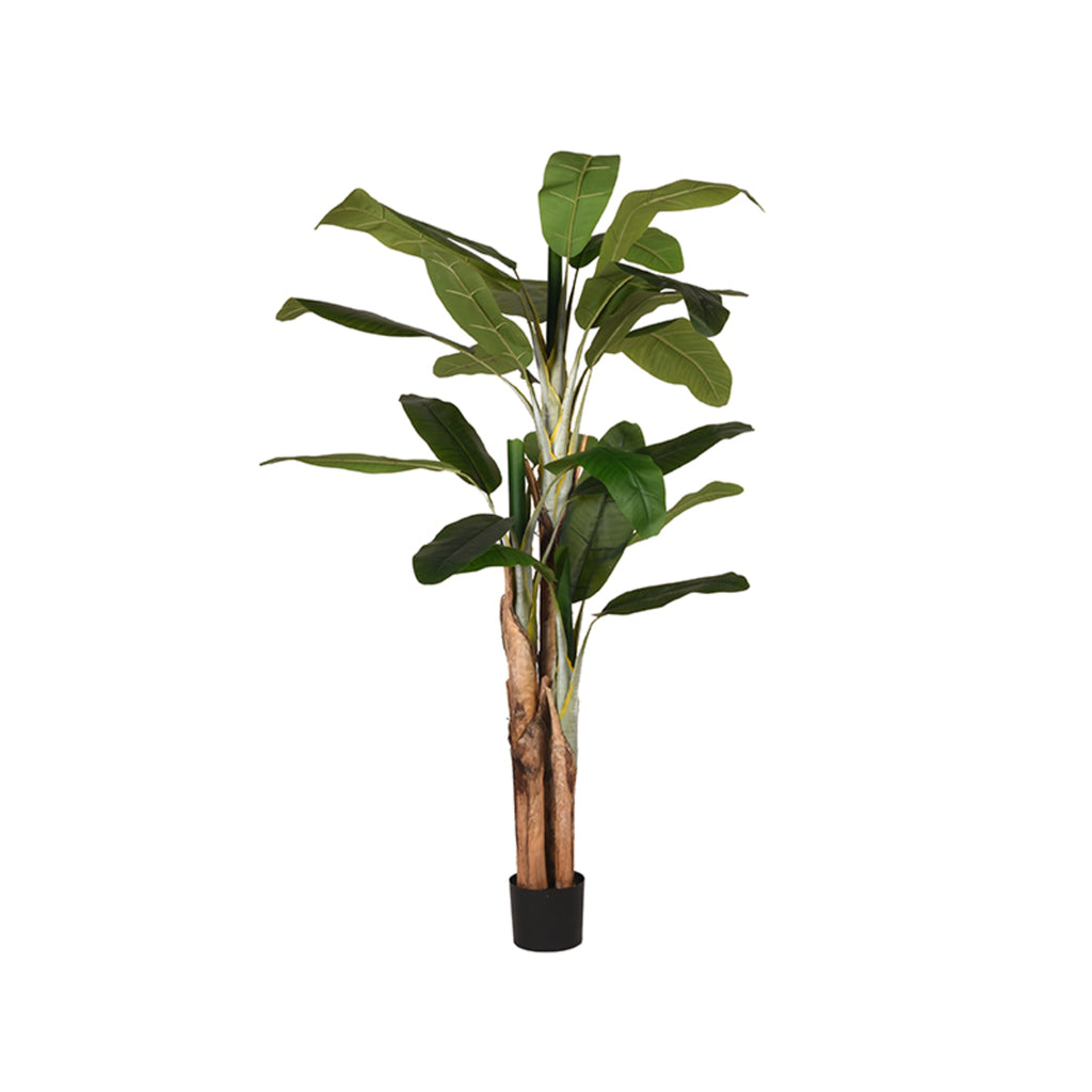 Musa - Groen - Kunststof - 180 cm